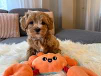 Prześliczny chłopak Maltipoo