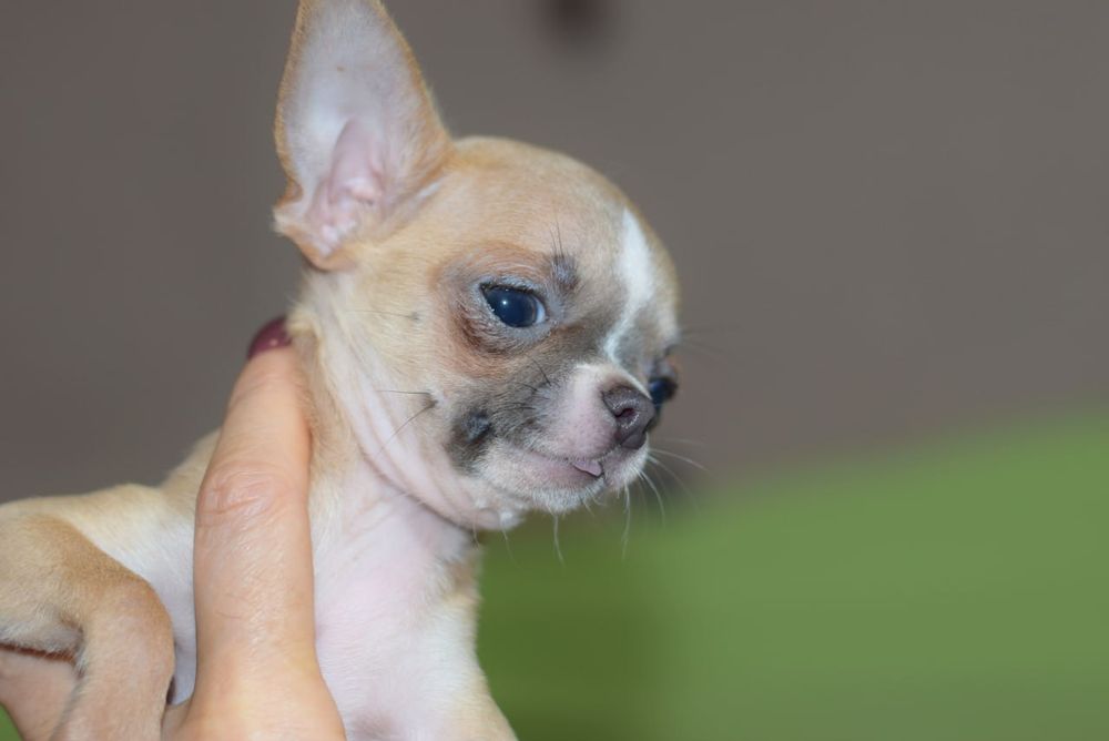 МИНИ малышка чихуахуа