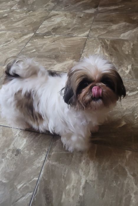 Замечательная девочка ши-тцу.