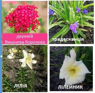 анемона бадан брунера ехінацея  котовник пенстемон пижмо гейхера хоста