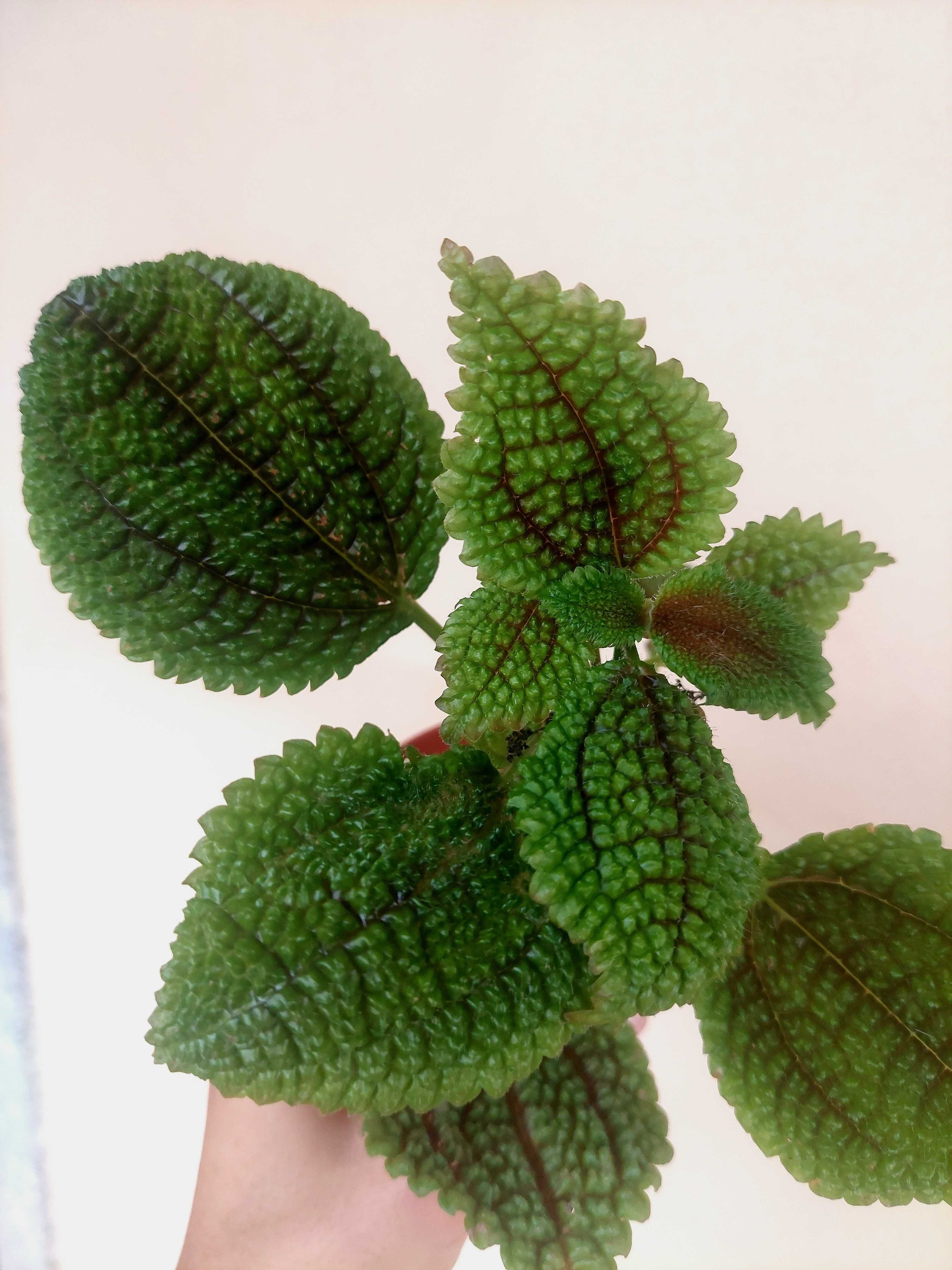 Planta Pilea Moon Valley