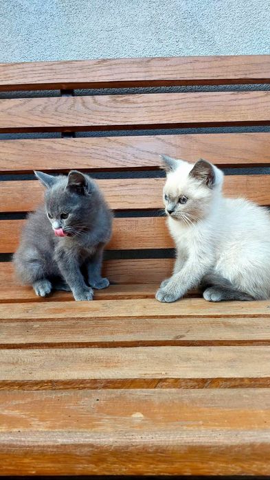 Продам кошенят шотландських веслоухих