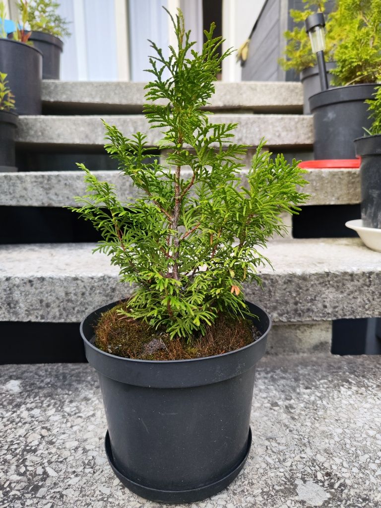 Tuje, tuja zielona