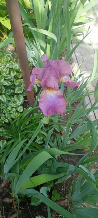 Продам саженцы растений