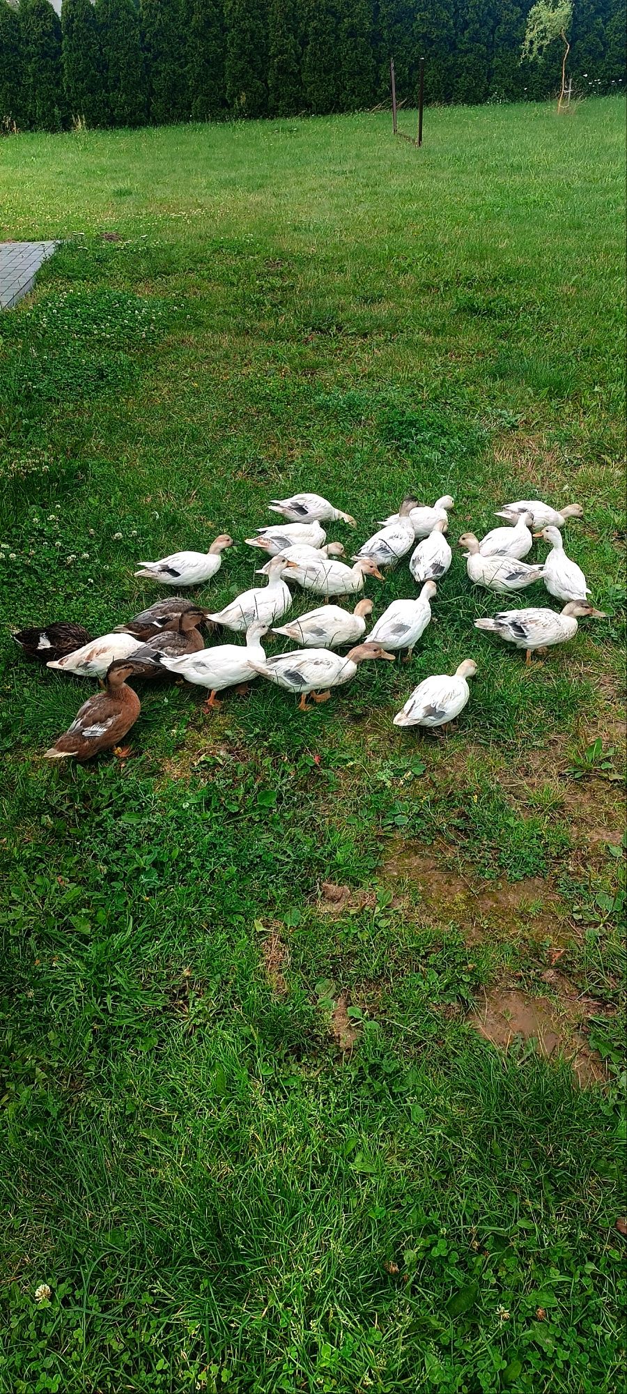 Kaczki Call Duck