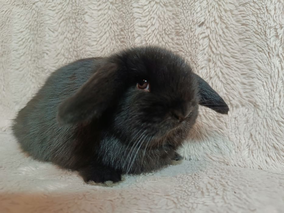 Królik króliki karzełki baranki miniaturki CENA CAŁKOWITA