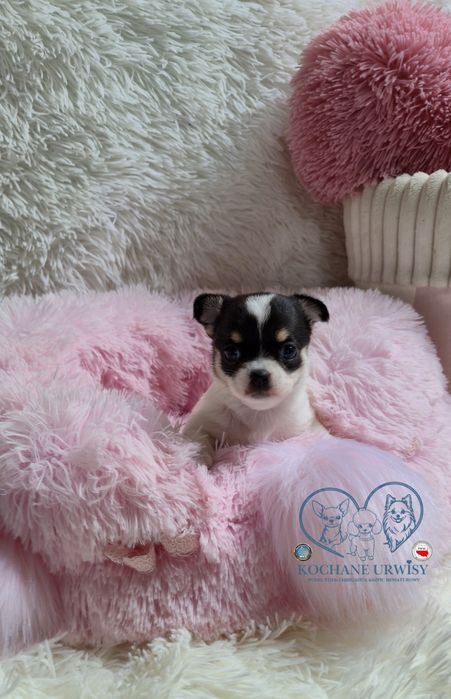 Piękna dziewczyna chihuahua krótkowłosa - domowa hodowla