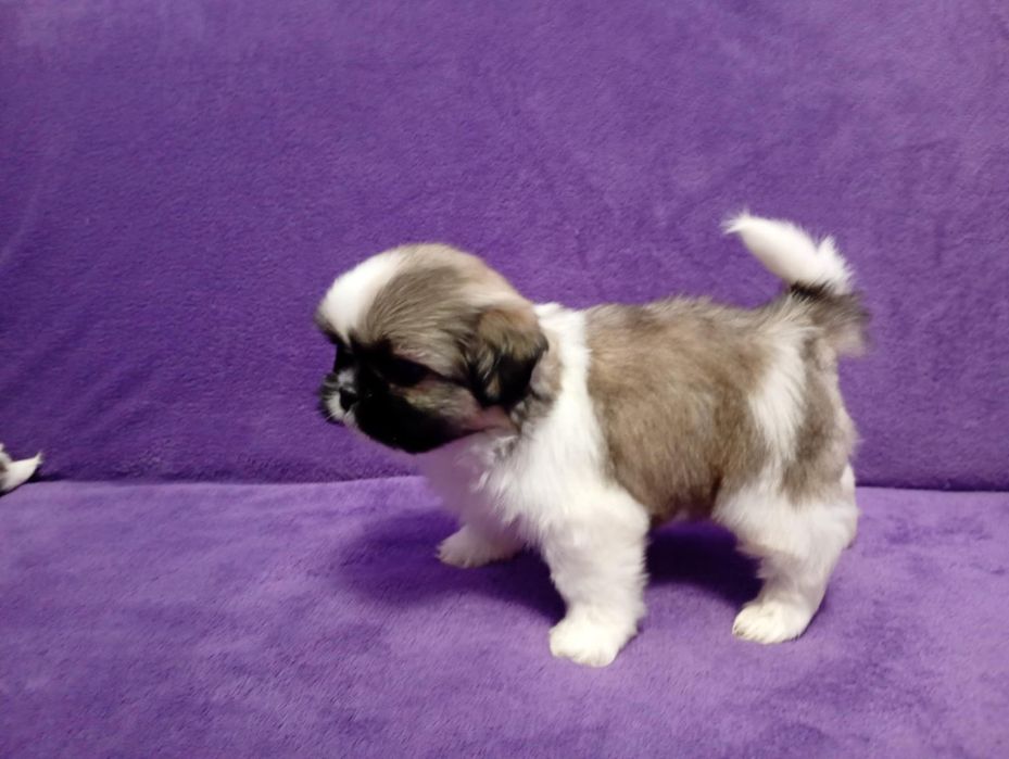 Shih tzu suczka tricolor z rodowodem