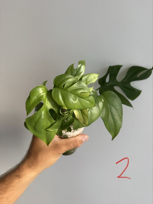 REZERWACJANadwyzka roslin raphidophora, monstera, maranta silver band,
