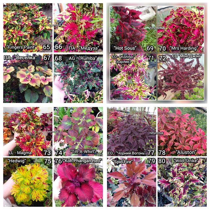 Колеуси зріз та вкорінені частина 1