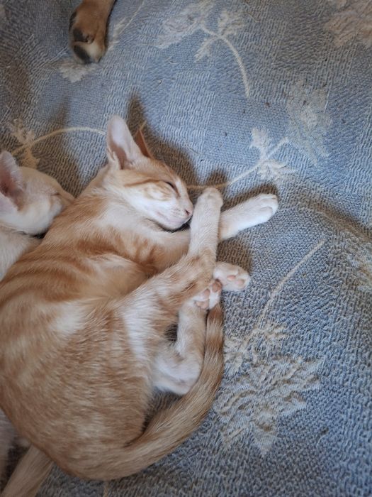 Dou -se quem tratar muito amor