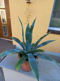 Kaktus agawa, średnica 110cm