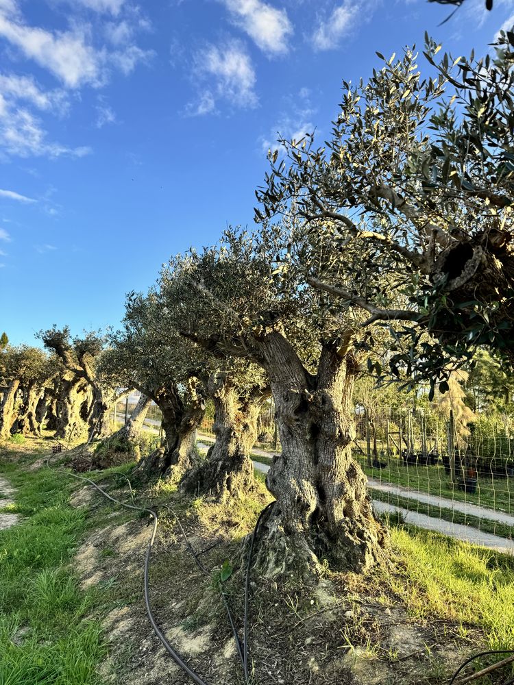 Vendo Oliveiras Milenares, Centenárias e Jovens – com Passaporte