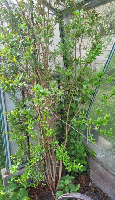 Krzew cytrusowy Grejpfrut krzew wyrośniety 1,5 - 2 m. 4 sztuki