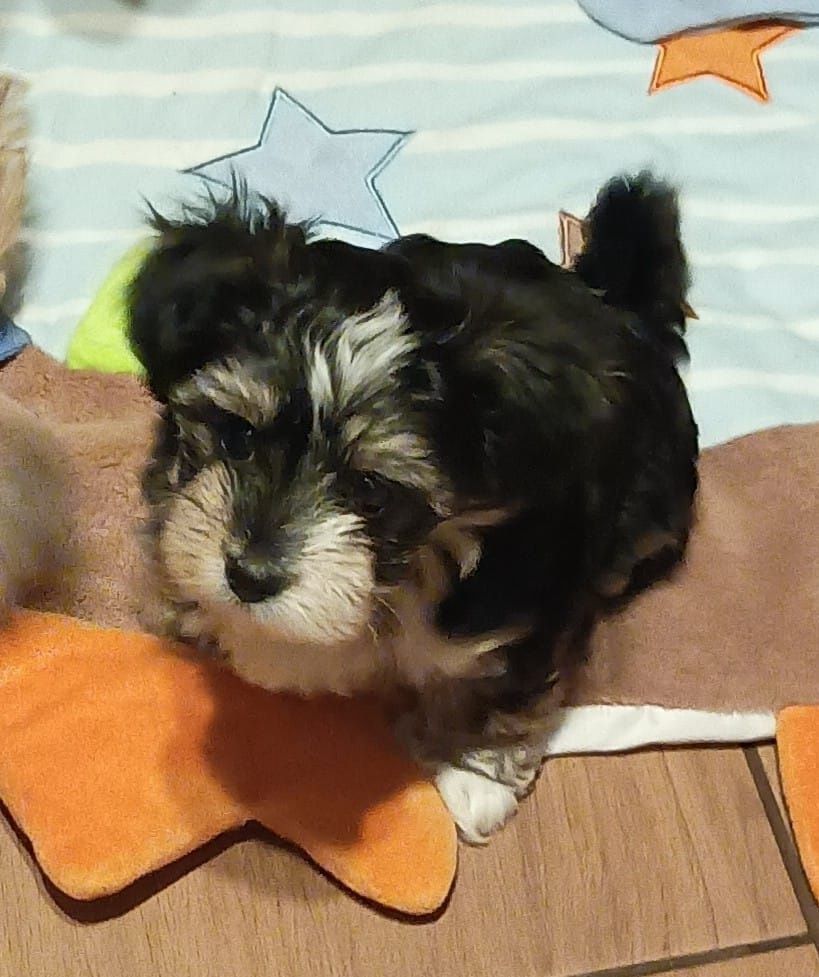 Morkie, Morkshire piesek