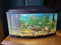 Akwarium AQUAEL  60L