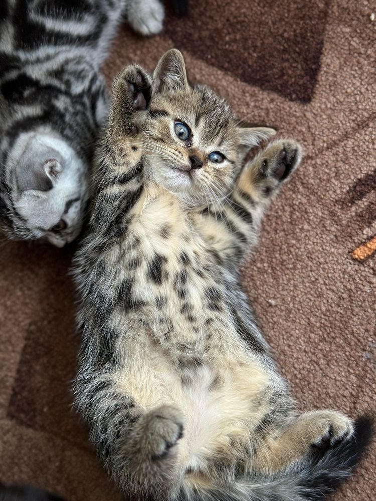 Милі шотландські кошенята
