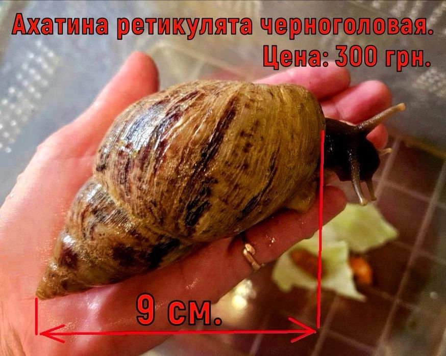 Улитки Ахатины от 50 гривен