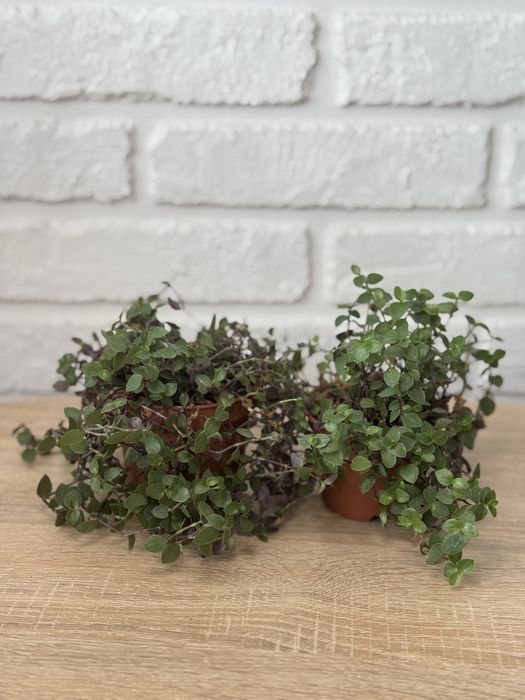 Монстера, кализия