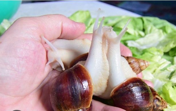 Равлики ахатини фуліка альбіно боді