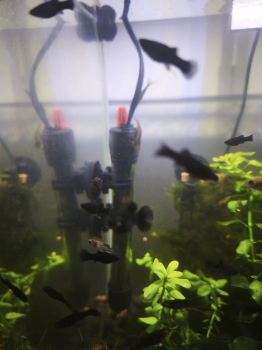 Молінезія чорна та мікс