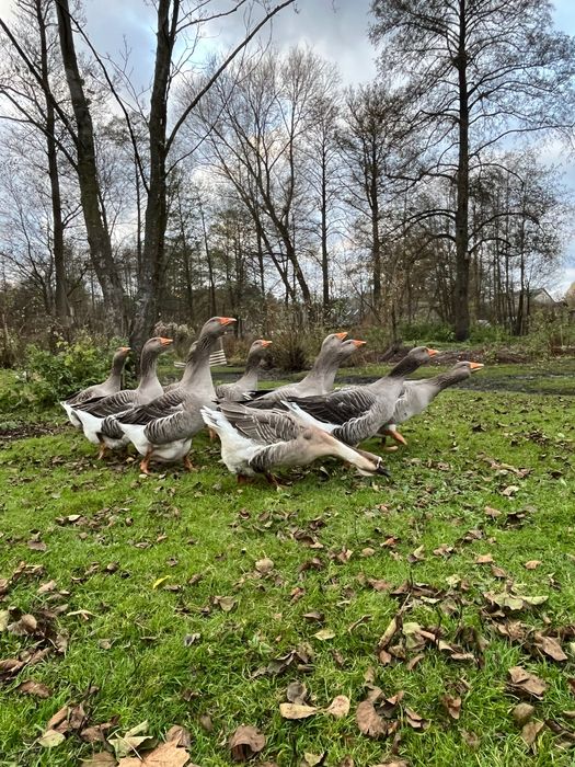 Sprzedam gęsi landes