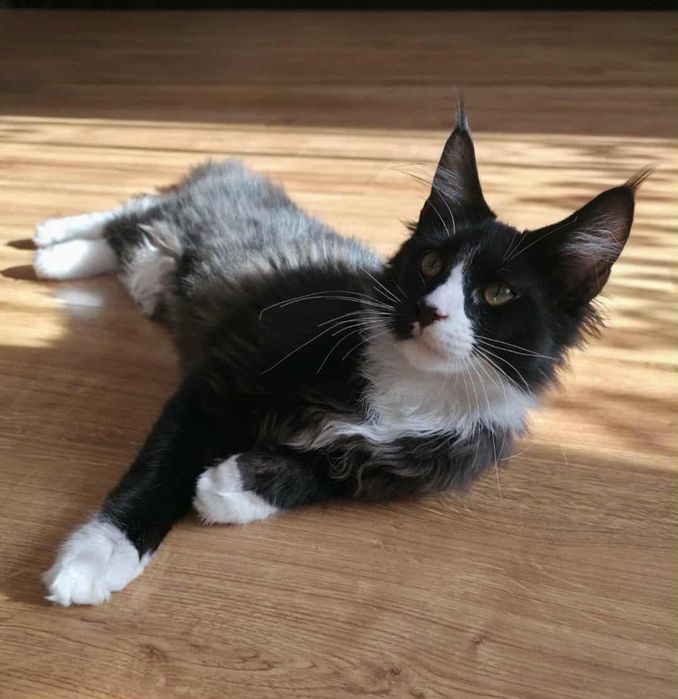 Gotowy do odbioru Kocur Maine Coon z rodowodem FPL