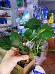 Anubias /sklep SKALAR