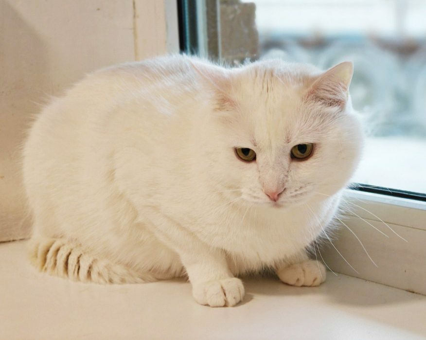 Тепло і затишок вашої оселі, котик Пончик 1 рік