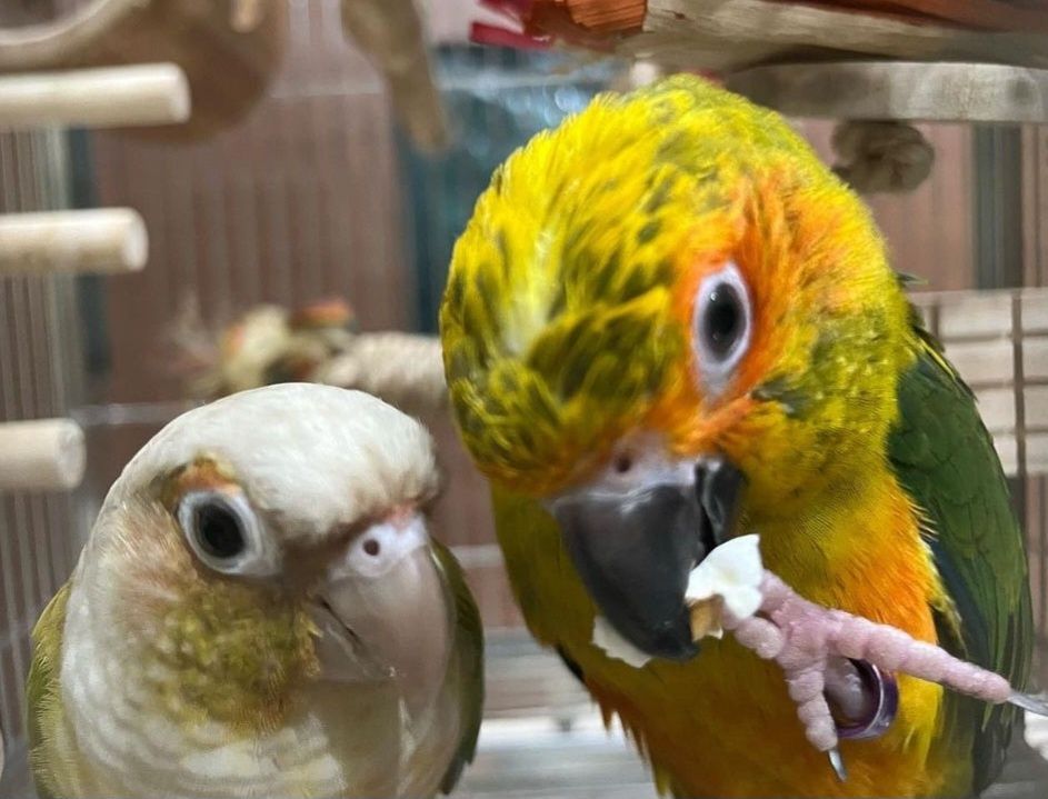 Ручні папуги різних видів, годовані з рук, для розмови