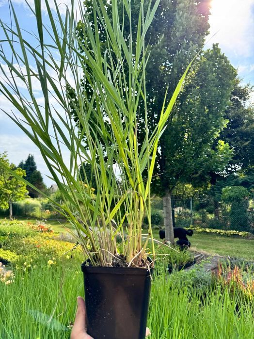 Proso rózgowate 'Warrior' Czerwone kłosy (Panicum virgatum) 2.0L