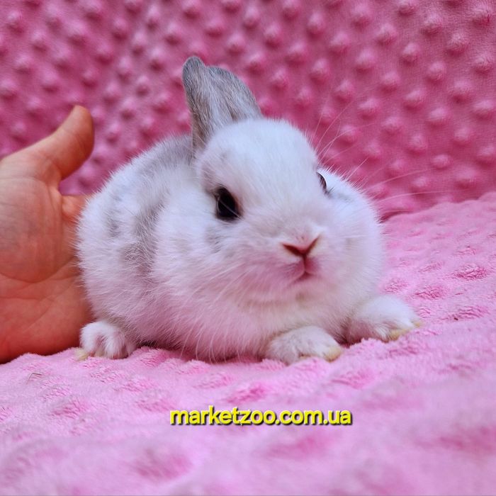 Карликовий мини кролик нидерландский мальчик бельій пятнистьій
