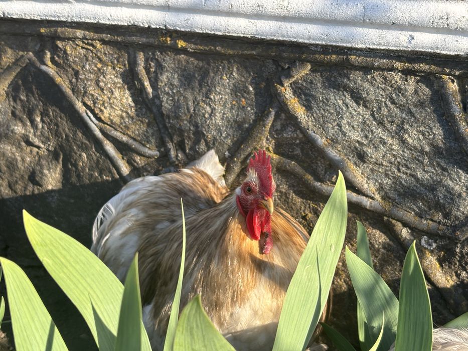 Карликовий кохінхін (боблейт)