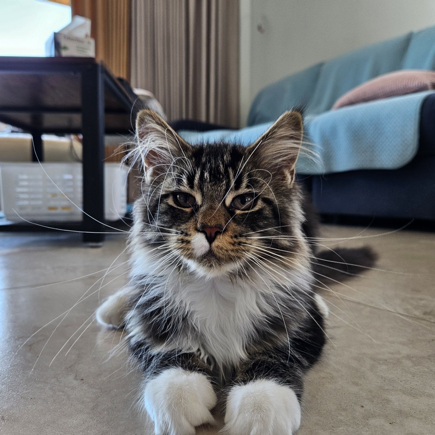 Kotka Maine Coon