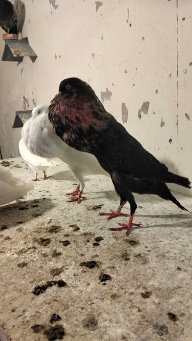 Garłacze Stawaki  polskie