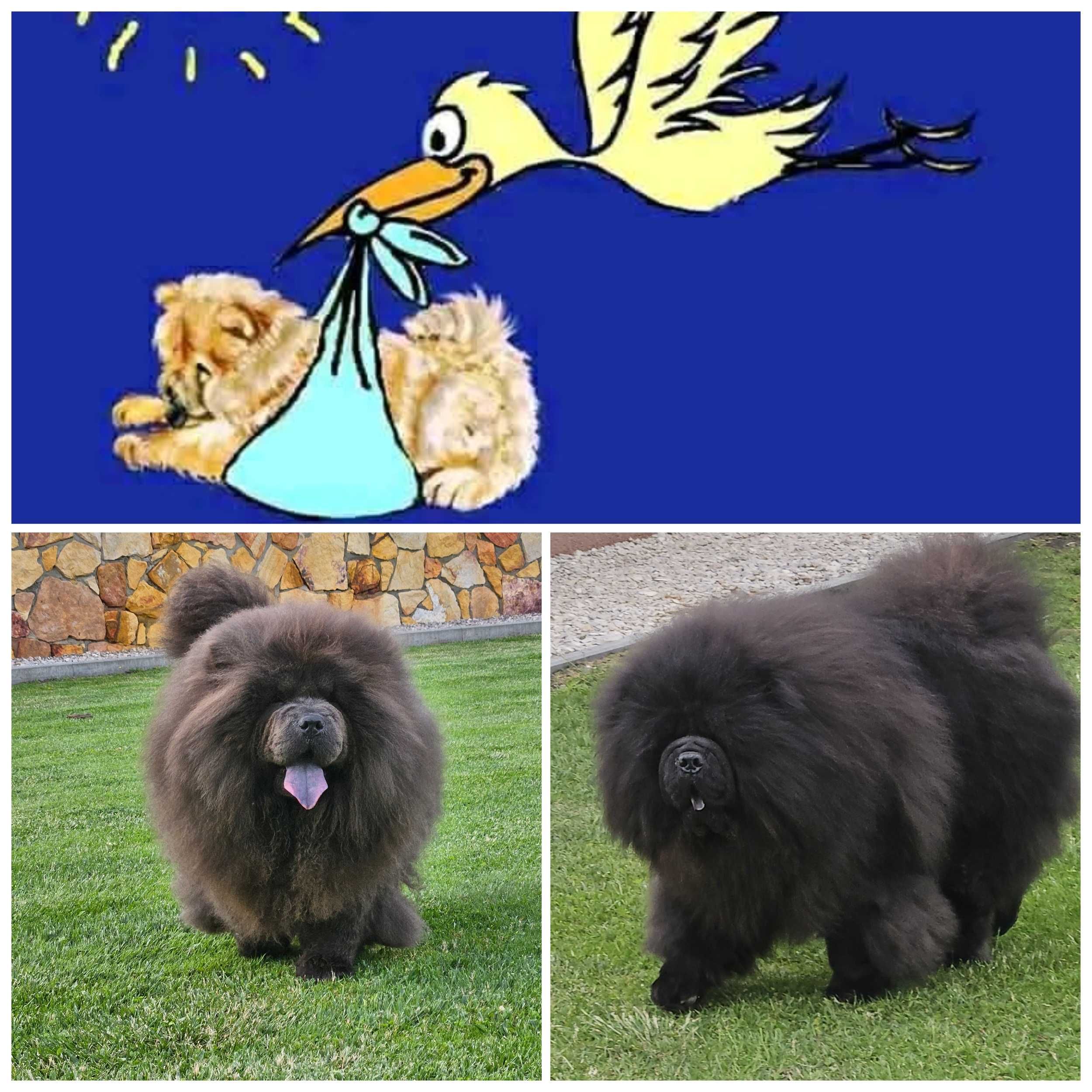 Szczeniak z rodowodem Chow Chow