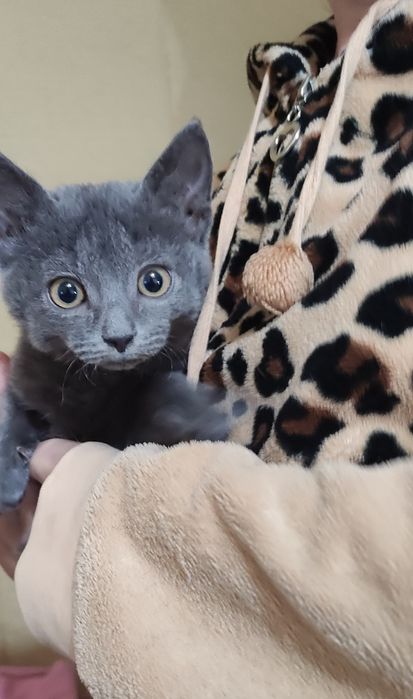 Котенок мальчик под британчика