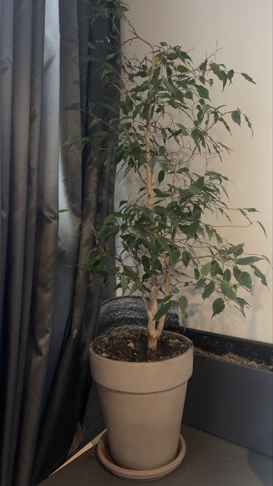 Фікус Бенджаміна 80 см