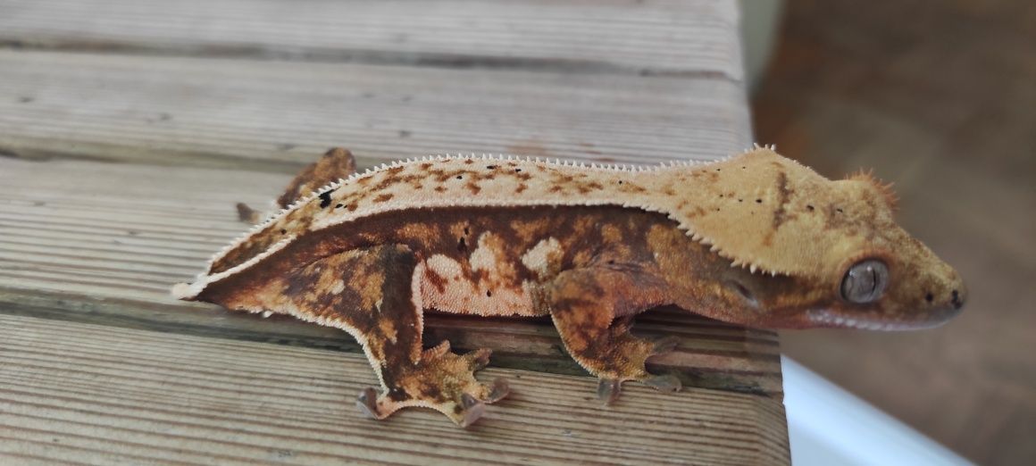 Gekon orzęsiony crested Geckos