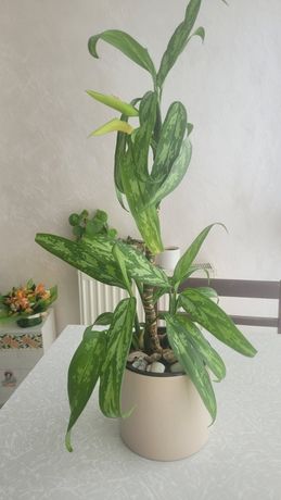 Филодендрон маленькое и большое растение