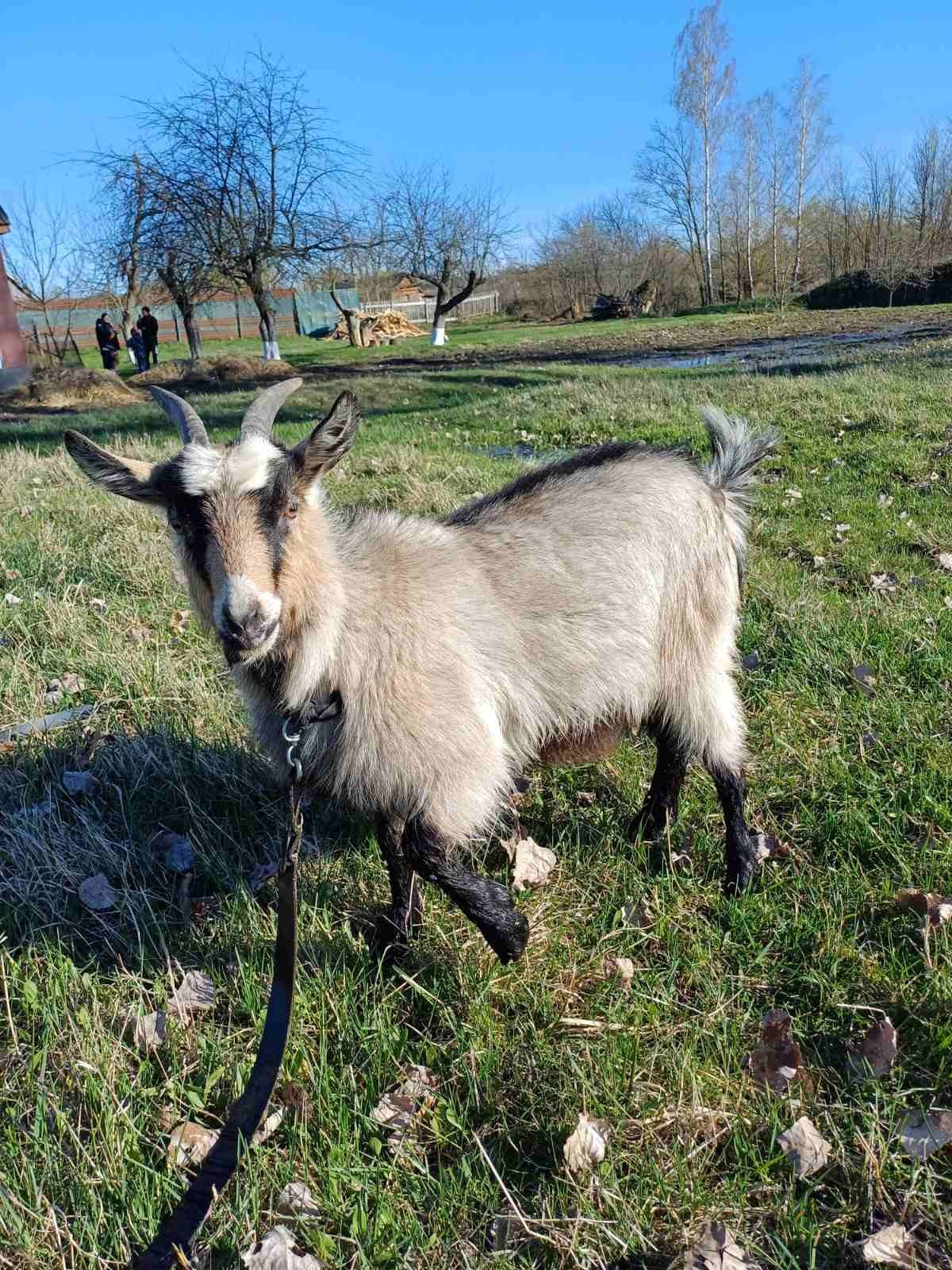 Продам козу і козеня дешево