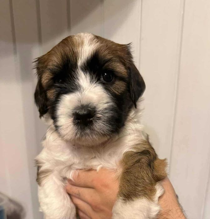 Terier Tybetański szczenięta ZKwP piesek z hodowli z Helmowego Jaru