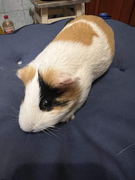 Морська свинка