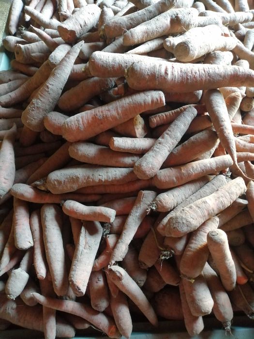 marchew i buraki odpadowe dzwierząt.