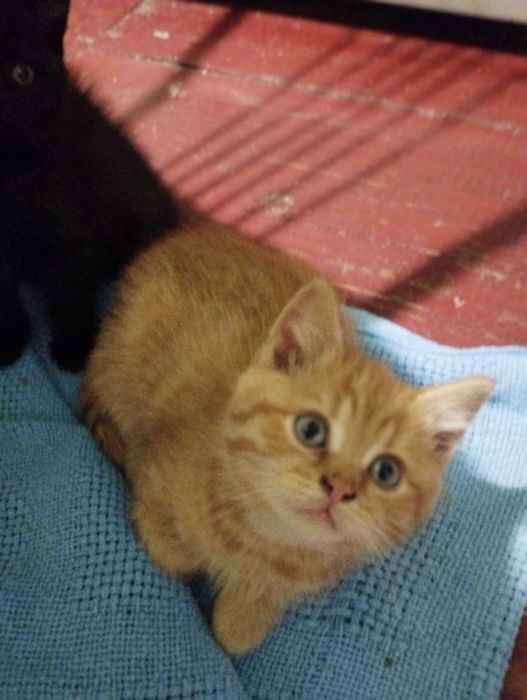 Подарую муркотливих котенят