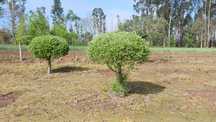 Oliveiras para jardim ou produção