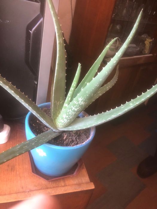 Сукуленти Алое Вєра