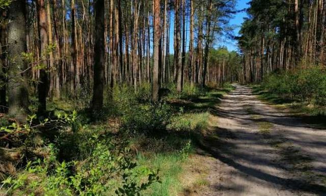 Sprzedam działkę leśną 0.3539 ha - Śląsk