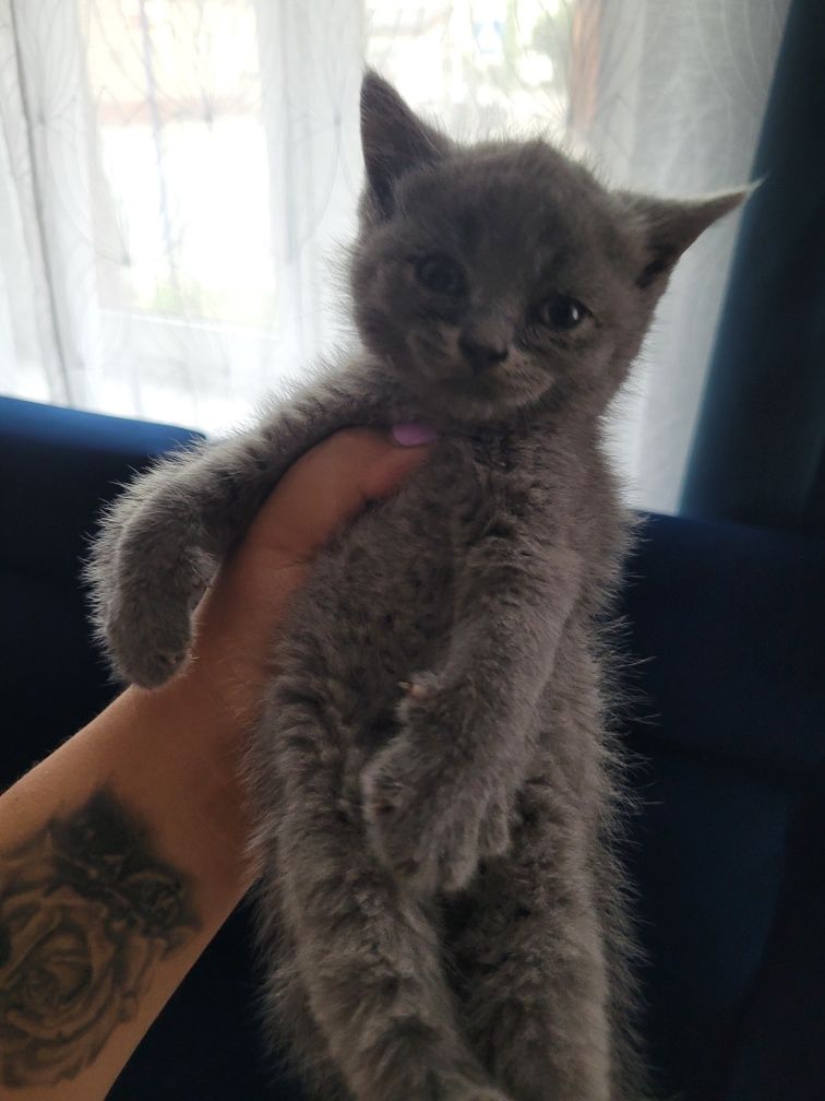 Kot płeć Kocur Oddam