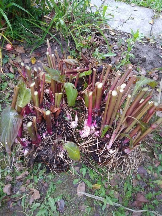 Paciorecznik, cana, canna wysoka